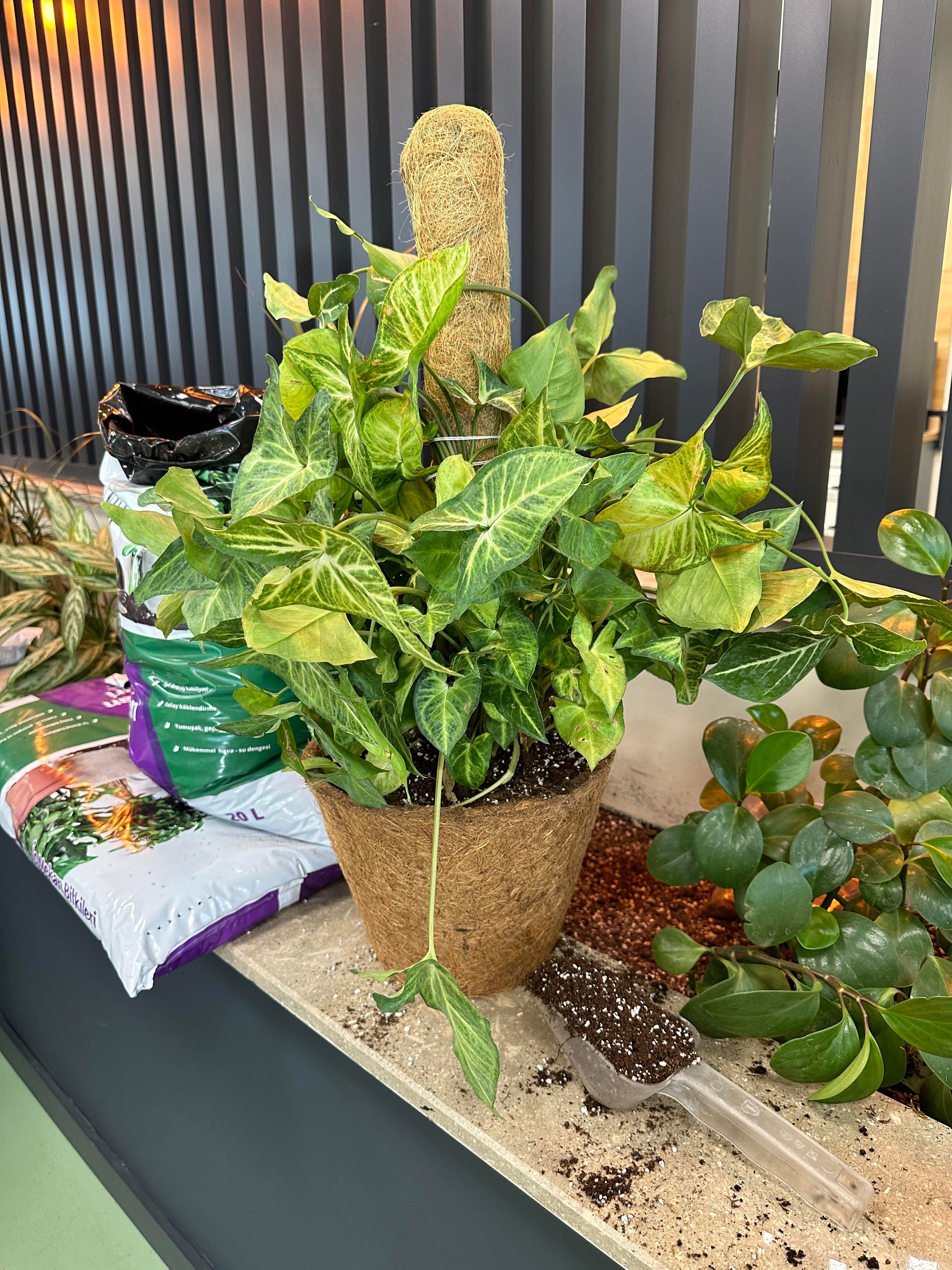 SAKSI MİX COCO BİTKİ DESTEKLEME ÇUBUĞU 30 CM (TEK)