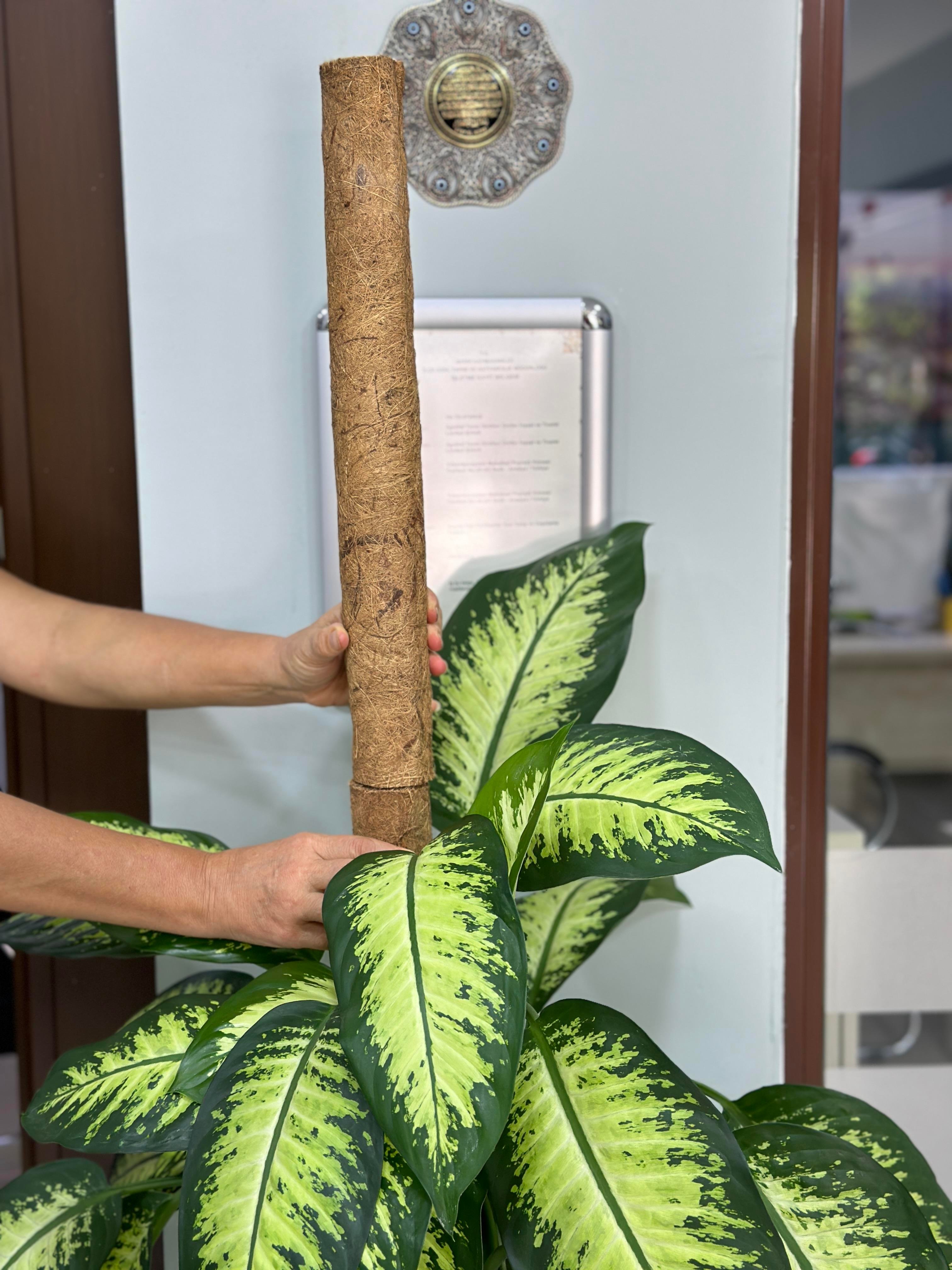 SAKSI MİX COCO BİTKİ DESTEKLEME ÇUBUĞU 60 CM(GEÇİRMELİ)