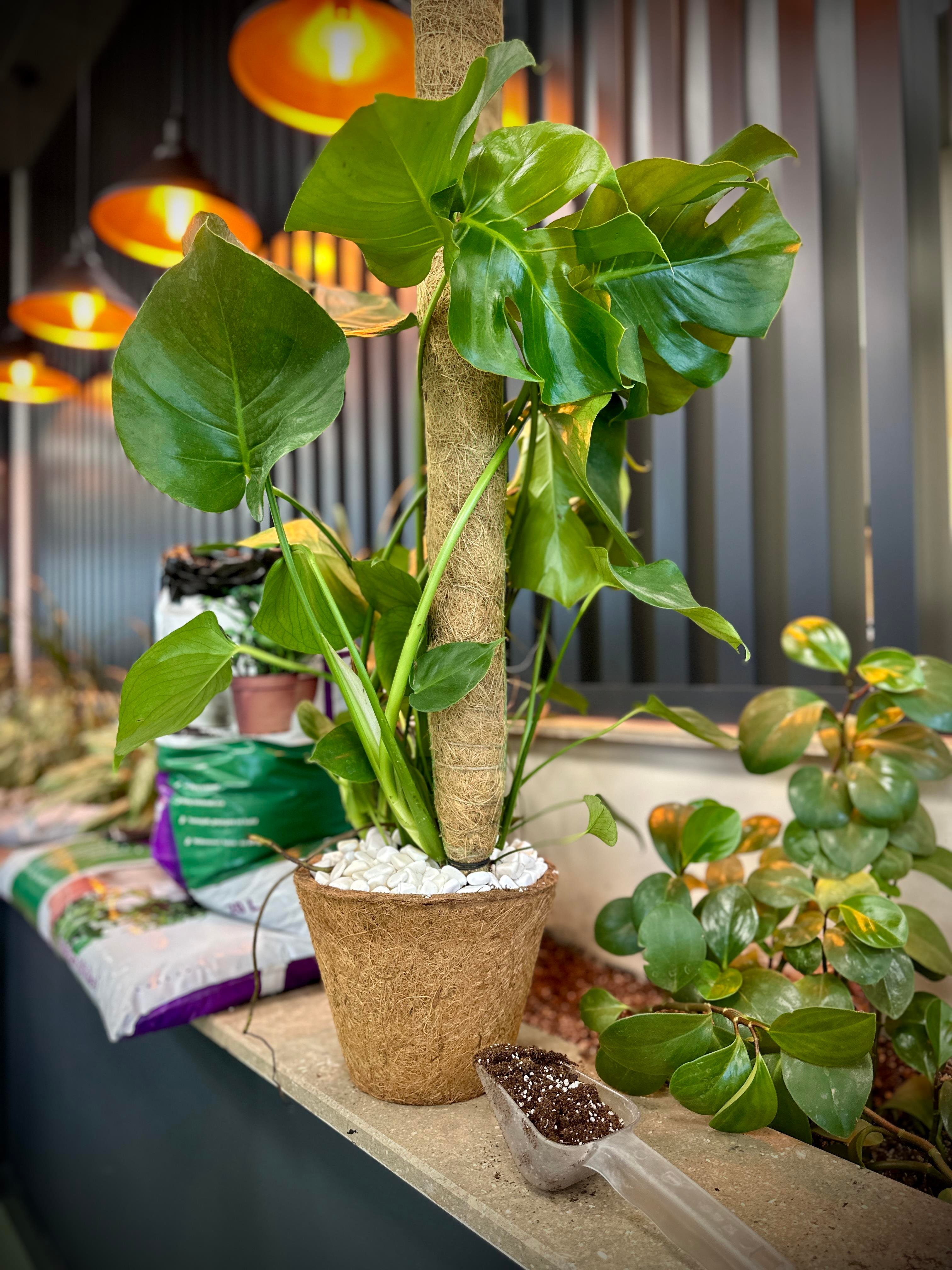 SAKSI MİX COCO BİTKİ DESTEKLEME ÇUBUĞU 30 CM (TEK)