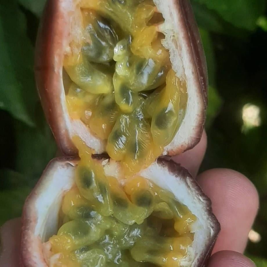 ÇARKIFELEK MEYVESİ (PASSION FRUIT) - 500 GR