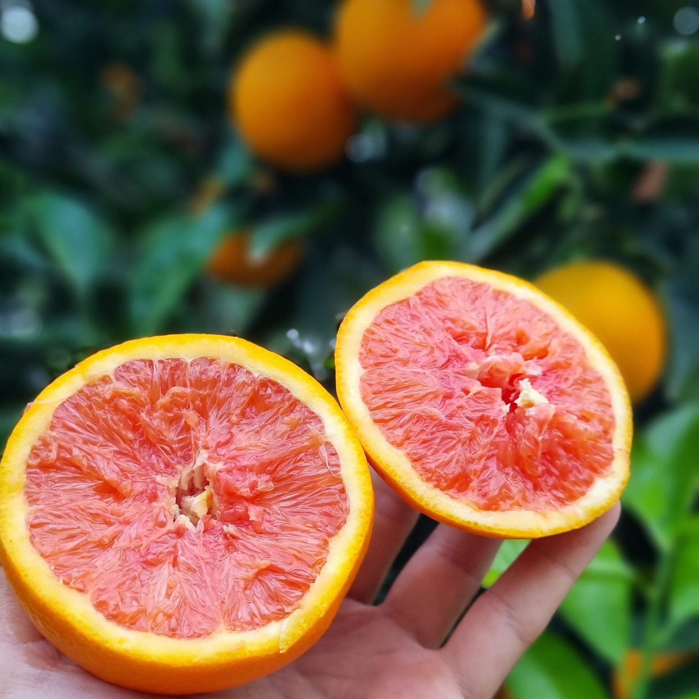 PORTAKAL (CARA CARA) - 1 KG