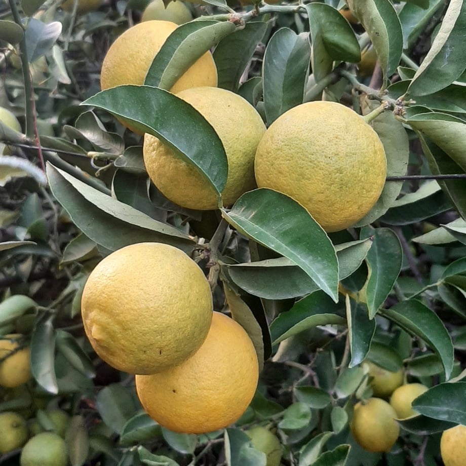 TATLI LİMON - 1 KG