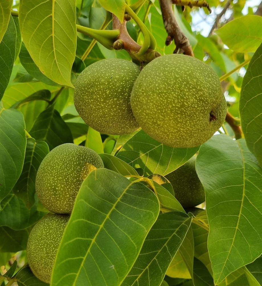 TAZE YEŞİL CEVİZ - 1 KG