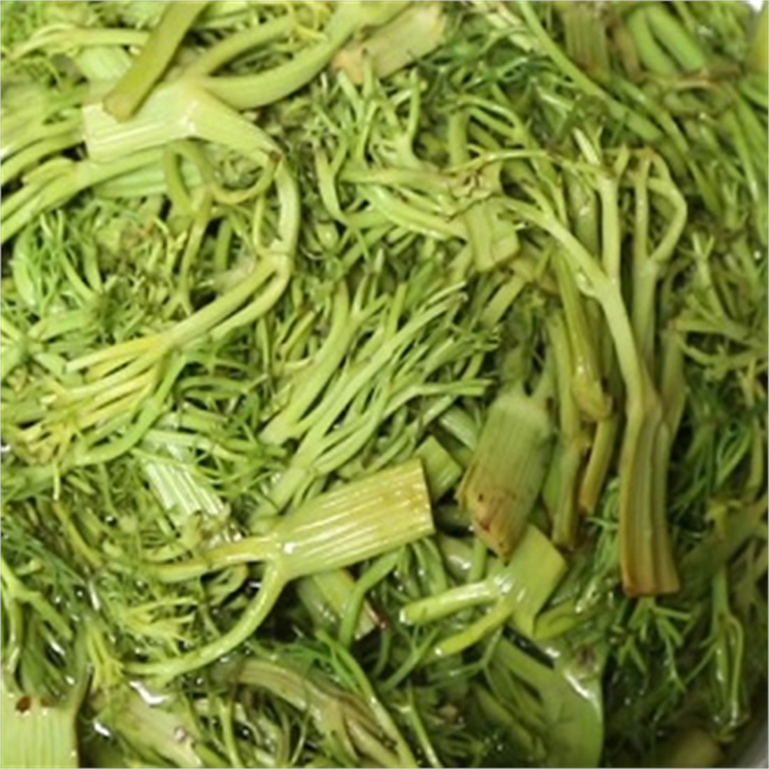 Tortum Çaşırı