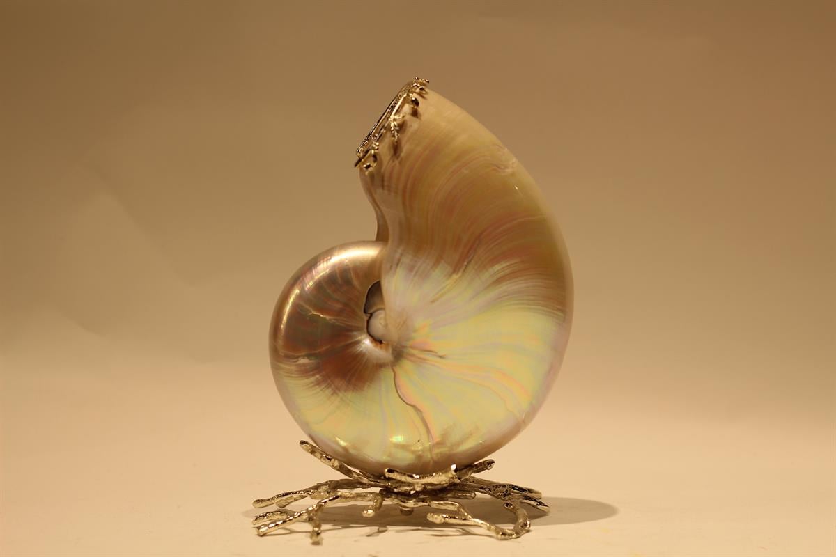 Design of LuxuryDESIGN OF LUXURYM-003314KAFİ-AKS01 GÜMÜŞ KAPLAMA MERCAN AYAKLI NAUTİLİUS ( Y: 22) | designofluxury.com.tr KAFİ-AKS01 GÜMÜŞ KAPLAMA MERCAN AYAKLI NAUTİLİUS ( Y: 22)