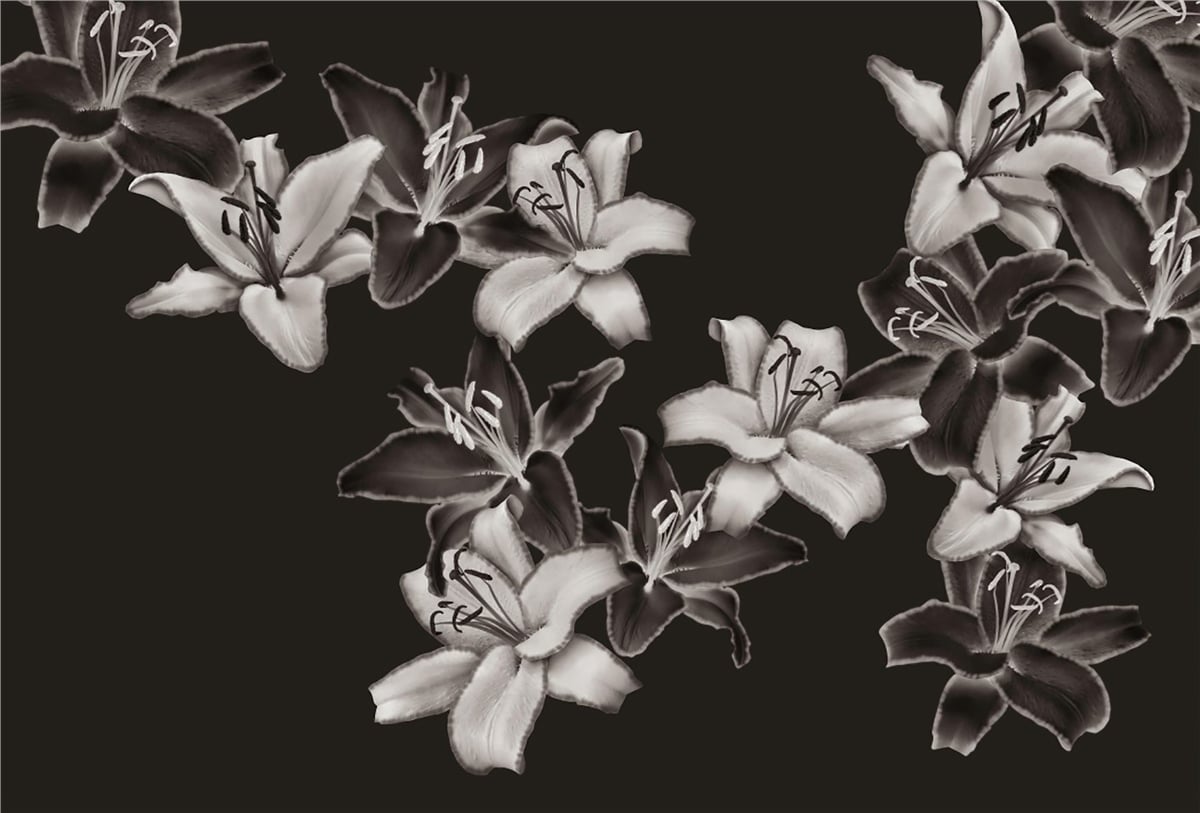 Adalı Collection