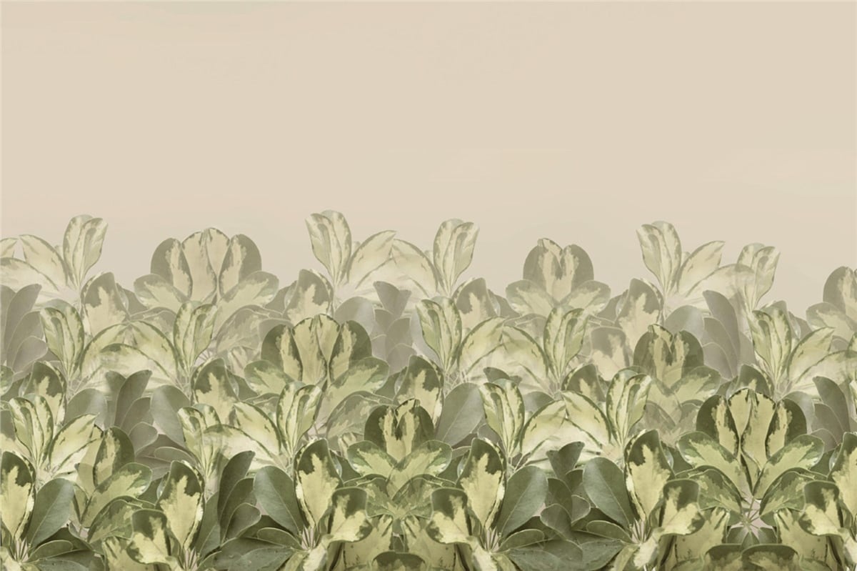 Adalı Collection