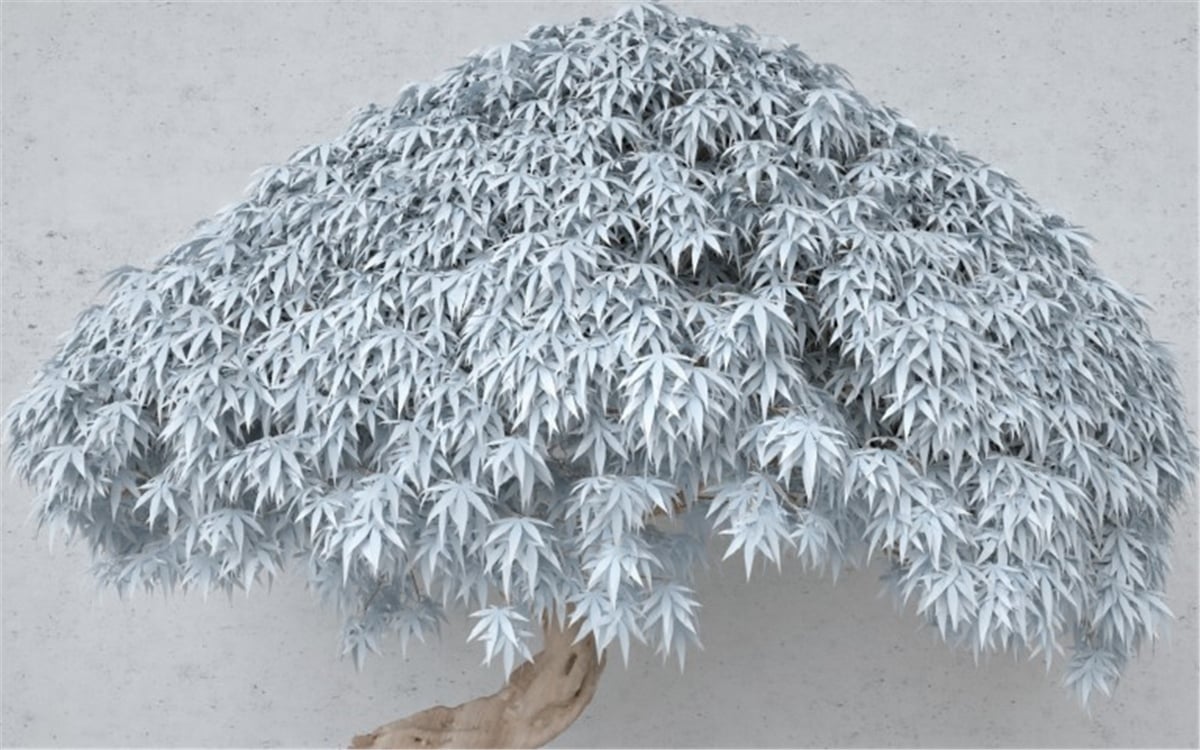 Ağaç ve Dal Duvar Kağıtları 1Ağaç ve Dal Duvar Kağıdı