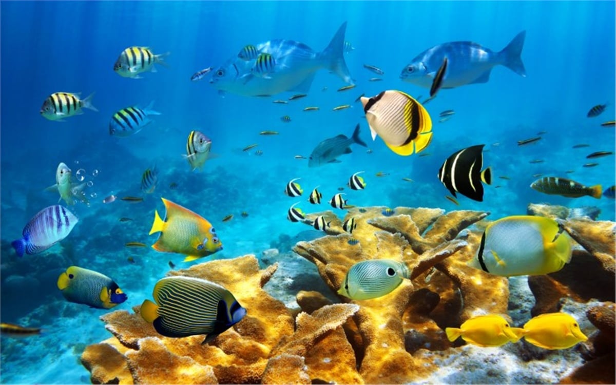 Akvaryum Duvar KağıtlarıAkvaryum Duvar Kağıdı