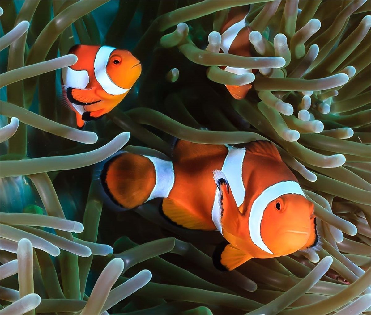 Akvaryum Duvar KağıtlarıAkvaryum Duvar Kağıdı