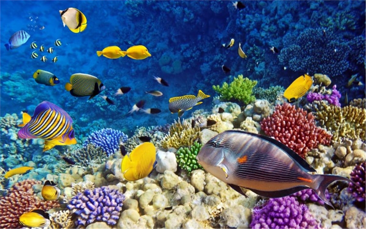 Akvaryum Duvar KağıtlarıAkvaryum Duvar Kağıdı