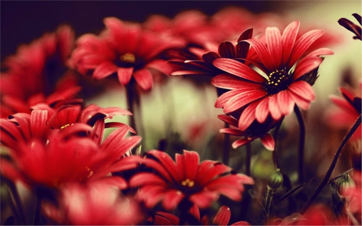 Çiçek Duvar Kağıtları 2Çiçek Duvar Kağıdı