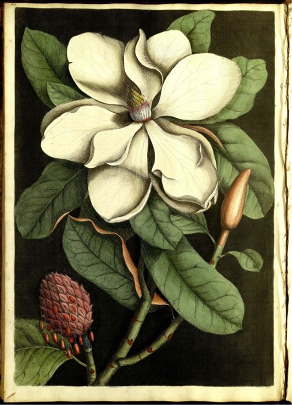 Çiçek Duvar Kağıtları 1Çiçek Duvar Kağıdı