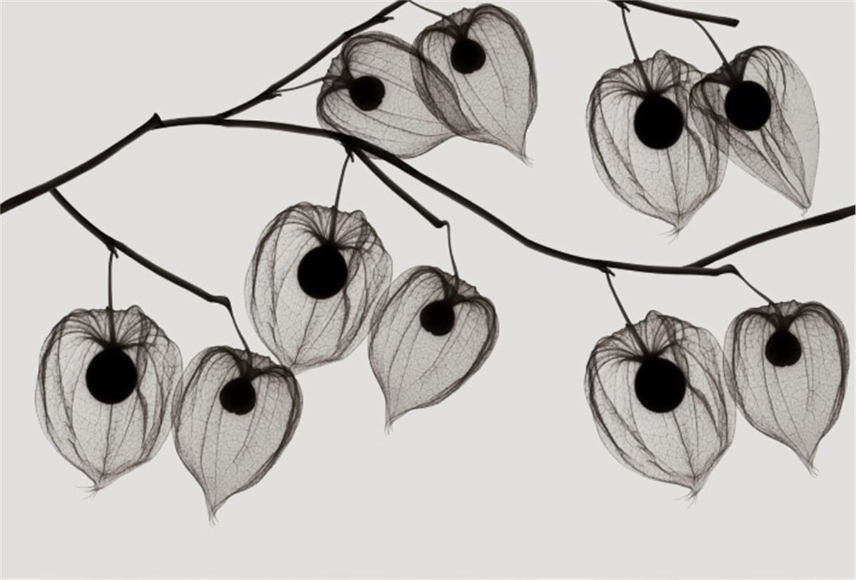 Çiçek Duvar Kağıtları 2Çiçek Duvar Kağıdı