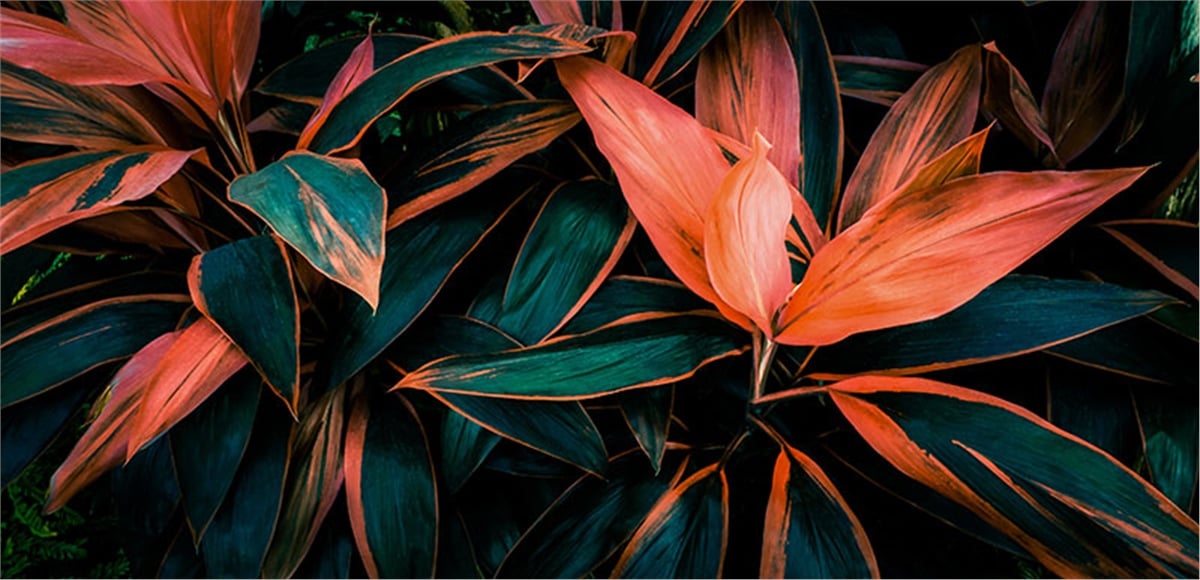 Tüy ve Yaprak Duvar KağıtlarıDuvar Kağıdı