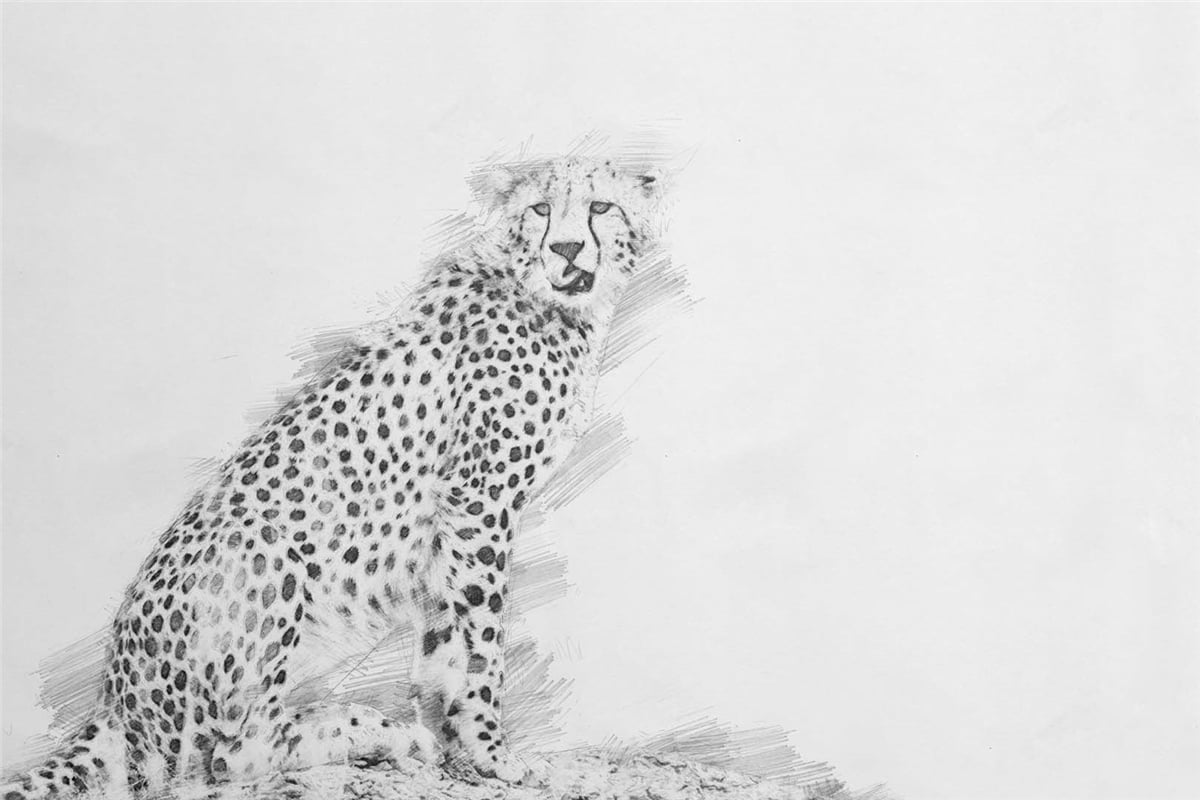 Hayvanlar Duvar KağıdıHayvanlar Duvar Kağıdı