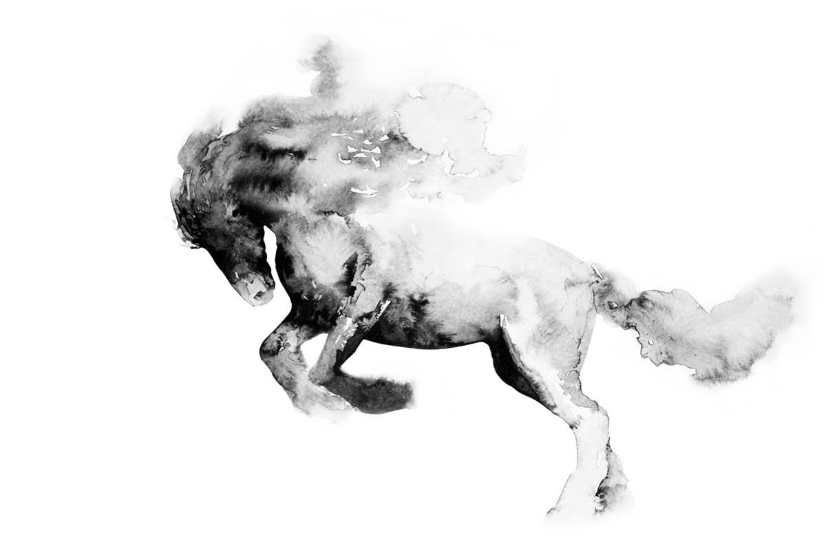 Hayvanlar Duvar KağıdıHayvanlar Duvar Kağıdı