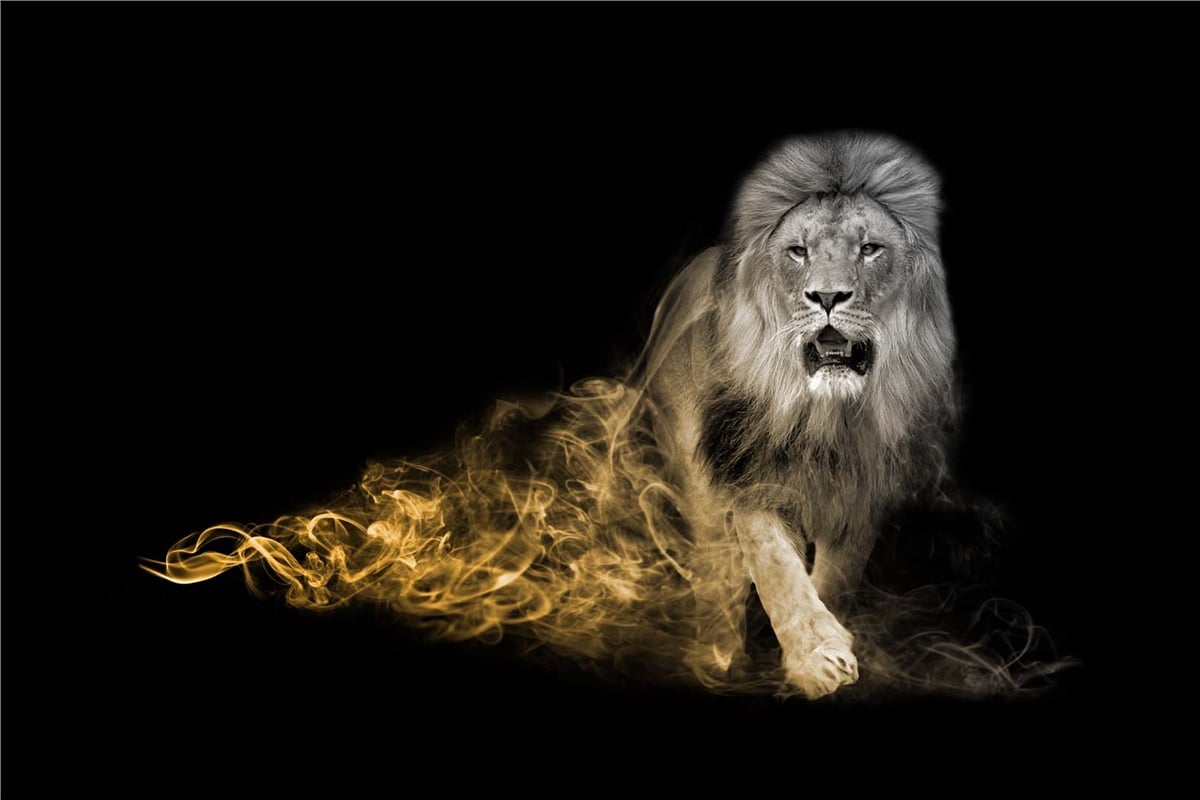 Hayvanlar Duvar KağıdıHayvanlar Duvar Kağıdı