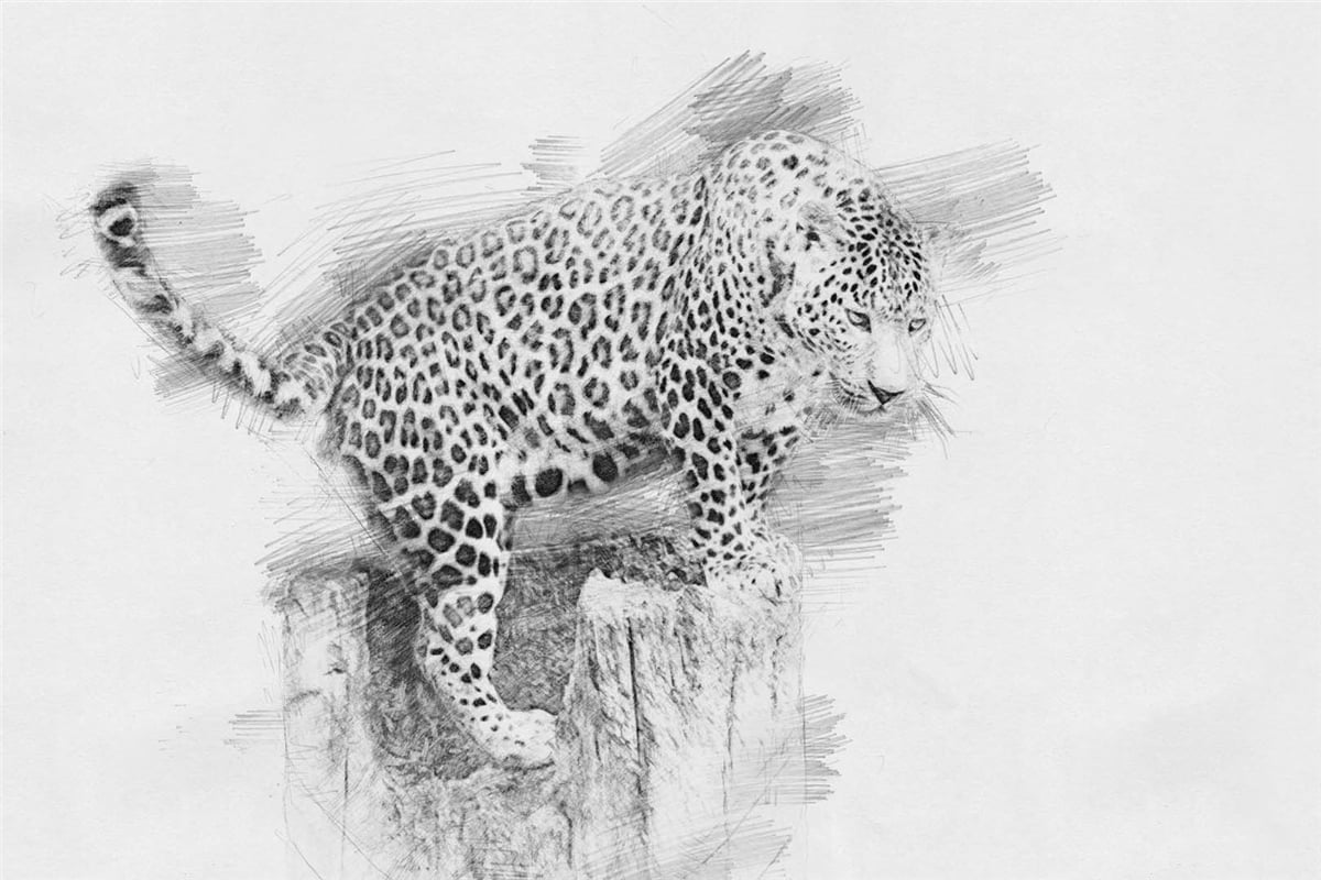 Hayvanlar Duvar KağıdıHayvanlar Duvar Kağıdı