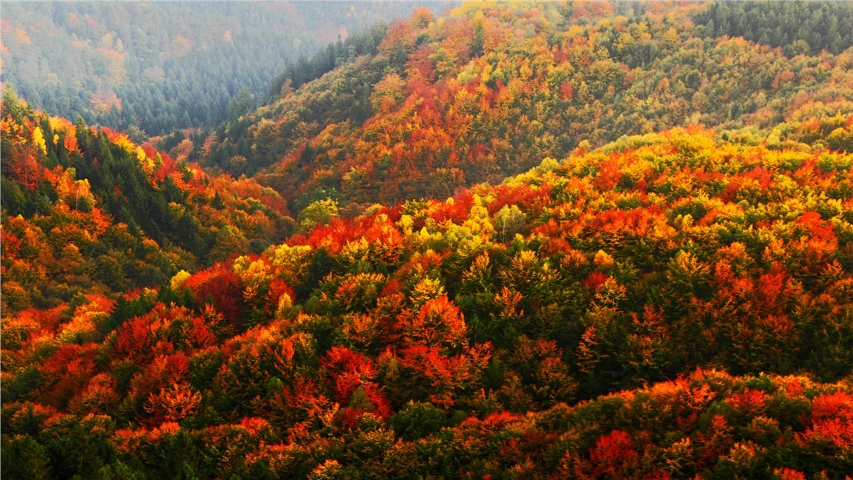 Sonbahar Duvar KağıtlarıSonbahar Duvar Kağıdı