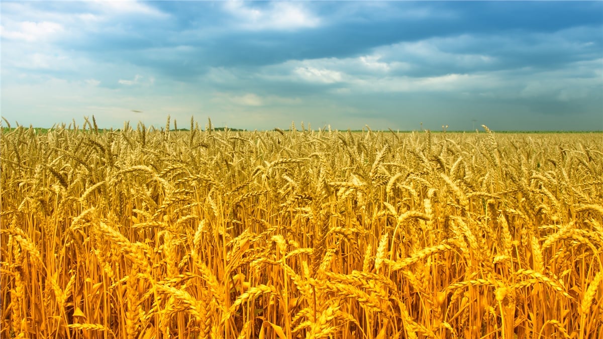 Sonbahar Duvar KağıtlarıSonbahar Duvar Kağıdı