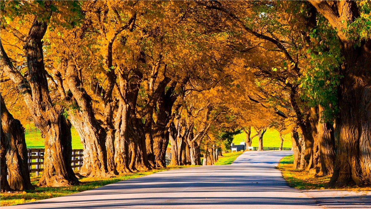 Sonbahar Duvar KağıtlarıSonbahar Duvar Kağıdı