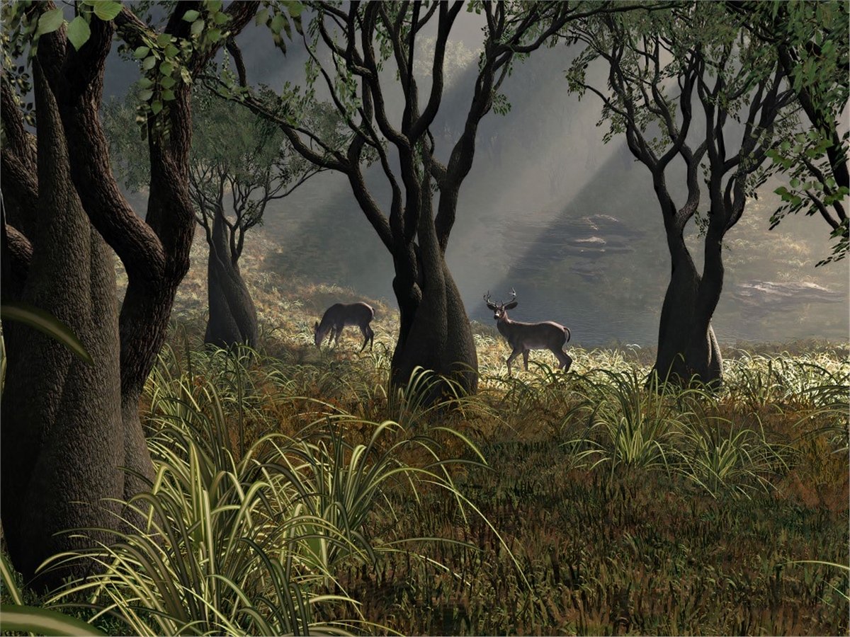 Tropikal Duvar Kağıtları 2Tropikal Duvar Kağıdı