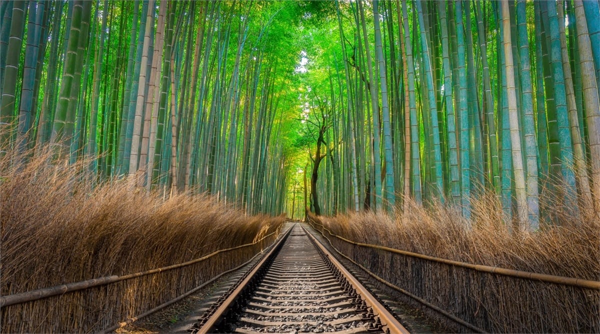 Tropikal Duvar Kağıtları 2Tropikal Duvar Kağıdı