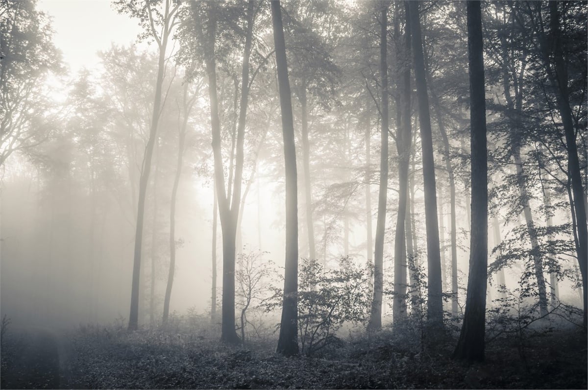 Tropikal Duvar Kağıtları 2Tropikal Duvar Kağıdı