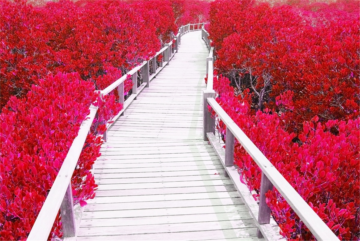 Yol Duvar KağıtlarıYol Duvar Kağıdı