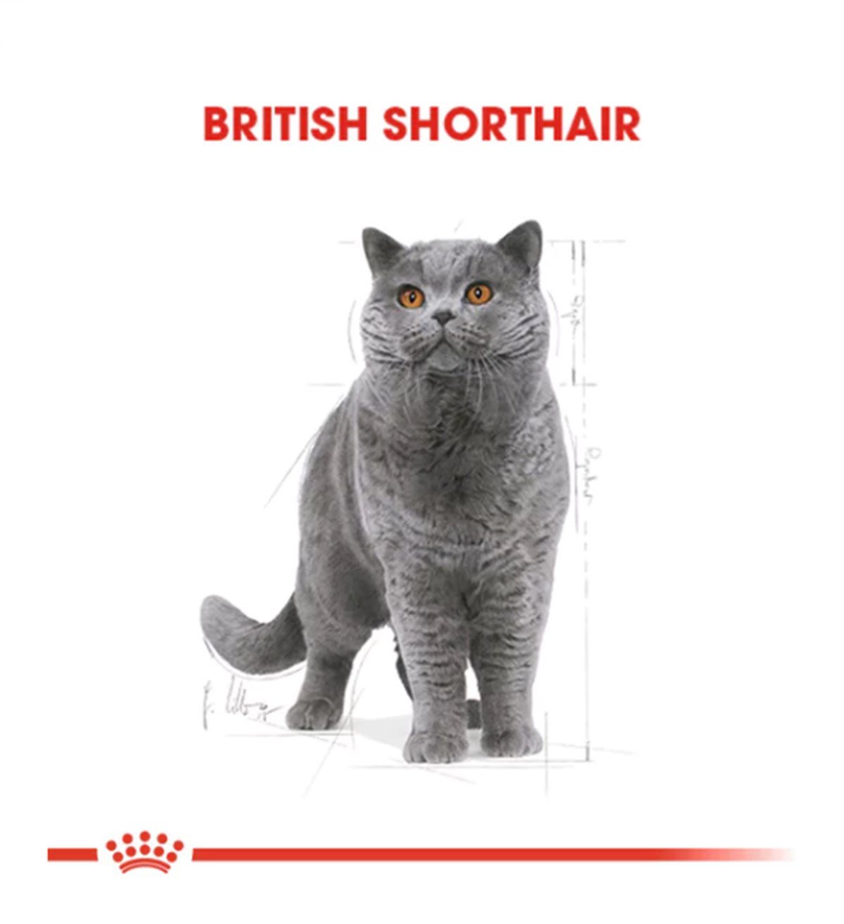 Royal Canin British Shorthair Kedi Maması 4 Kg