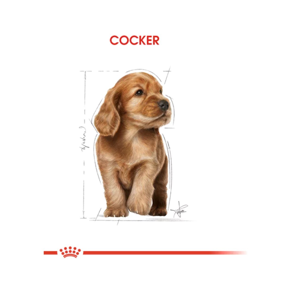 Royal Canin Cocker Puppy Yavru Köpek Maması 3 Kg