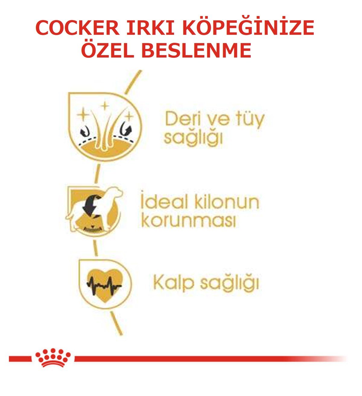 Royal Canin Cocker Spaniel 25 Adult Yetişkin Köpek Maması 3 Kg