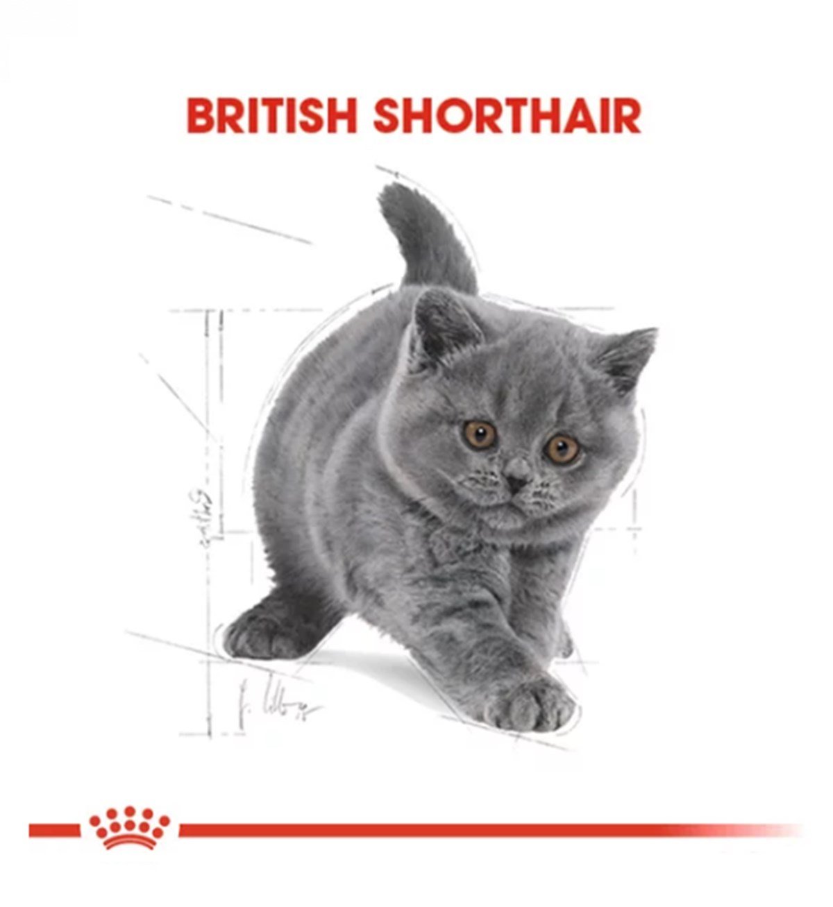 Royal Canin Feline Kitten British Shorthair Yavru Kedi Maması 2Kg