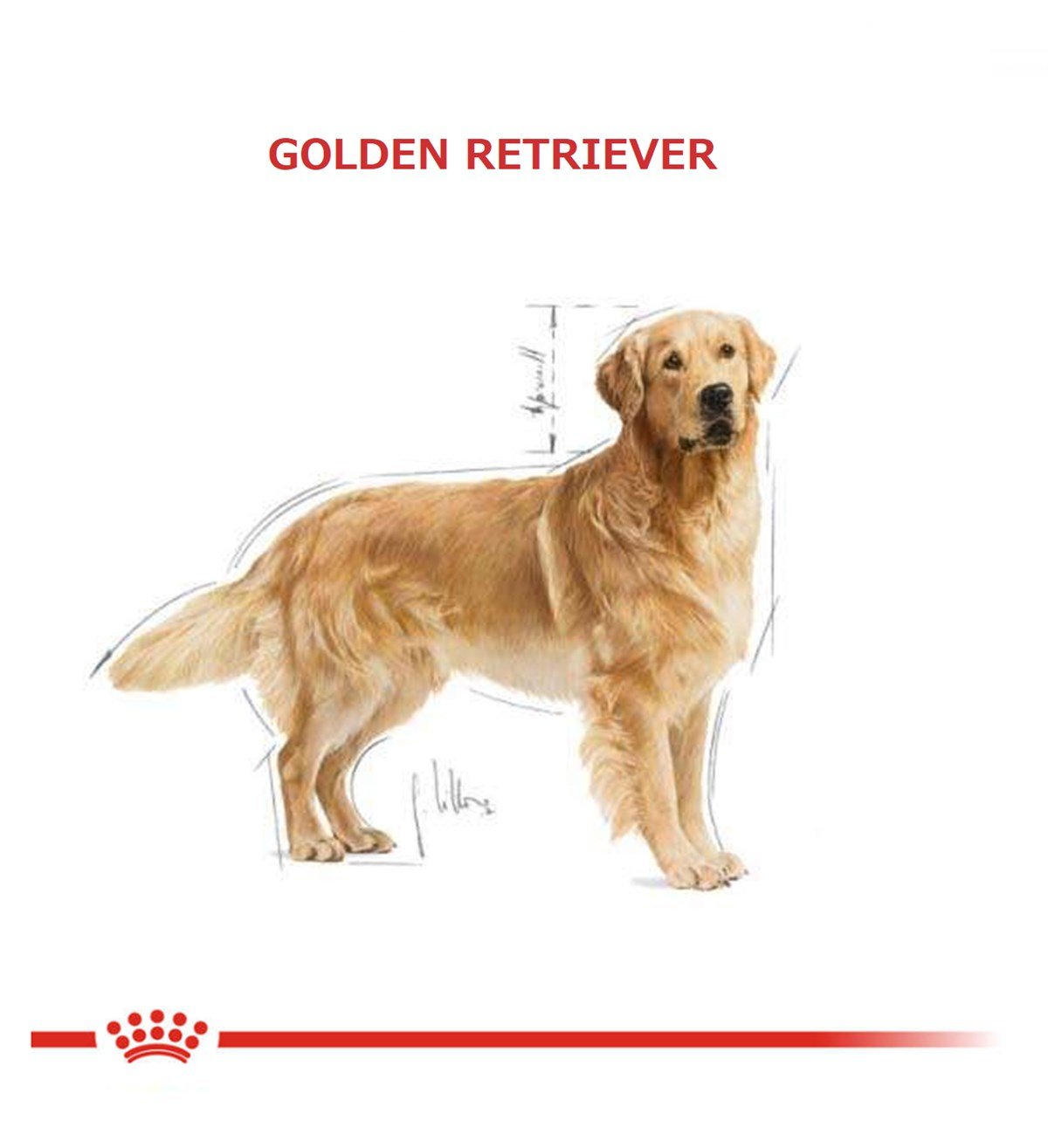 Royal Canin Golden Retriever Köpek Maması 12Kg