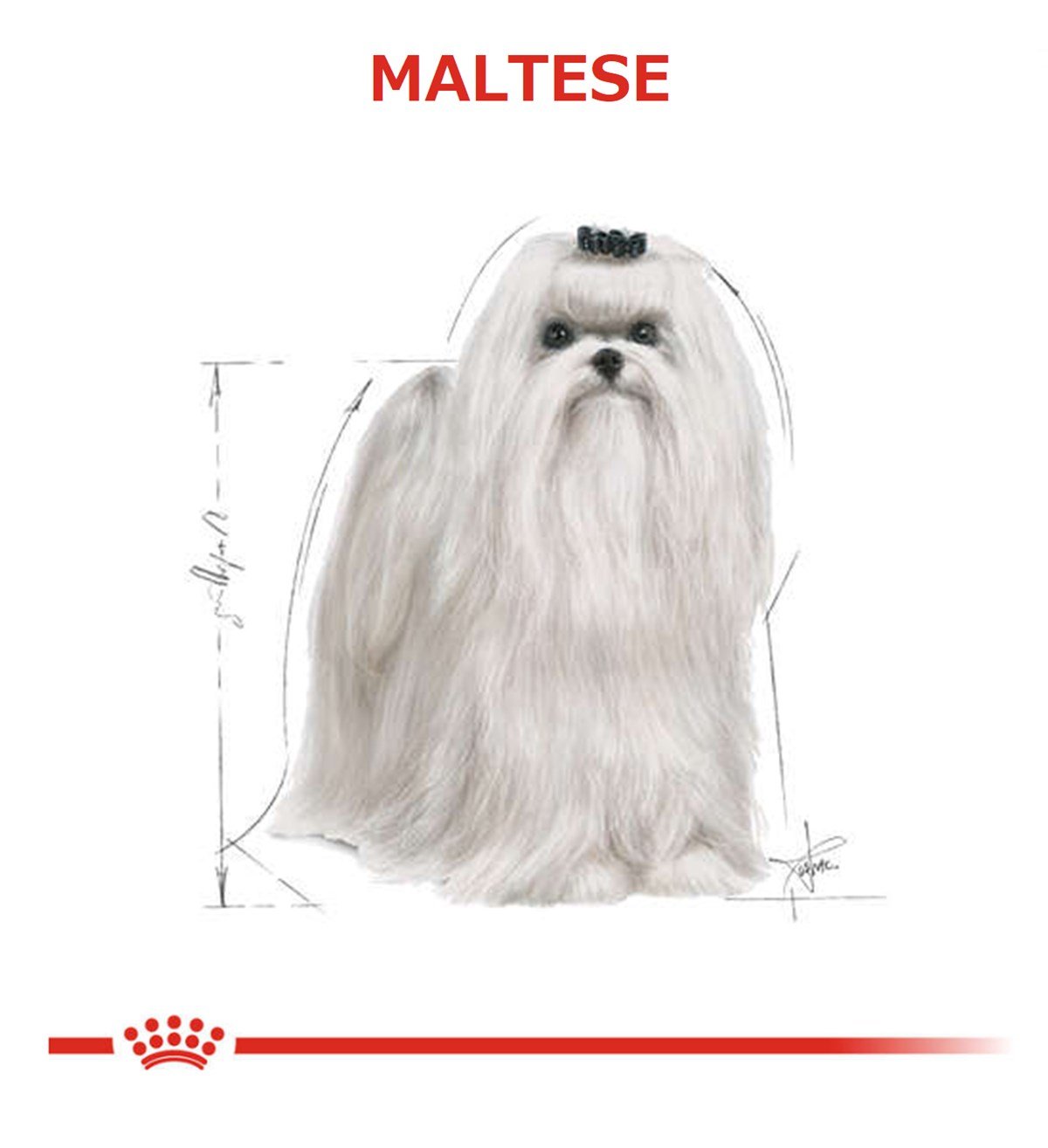 Royal Canin Maltese Bichon Maltais Yetişkin Köpek Maması 1.5 Kg