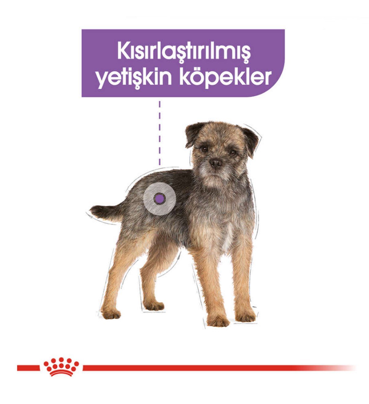 Royal Canin Mini Sterilised Küçük Irk Kısırlaştırılmış Köpek Maması 3 Kg