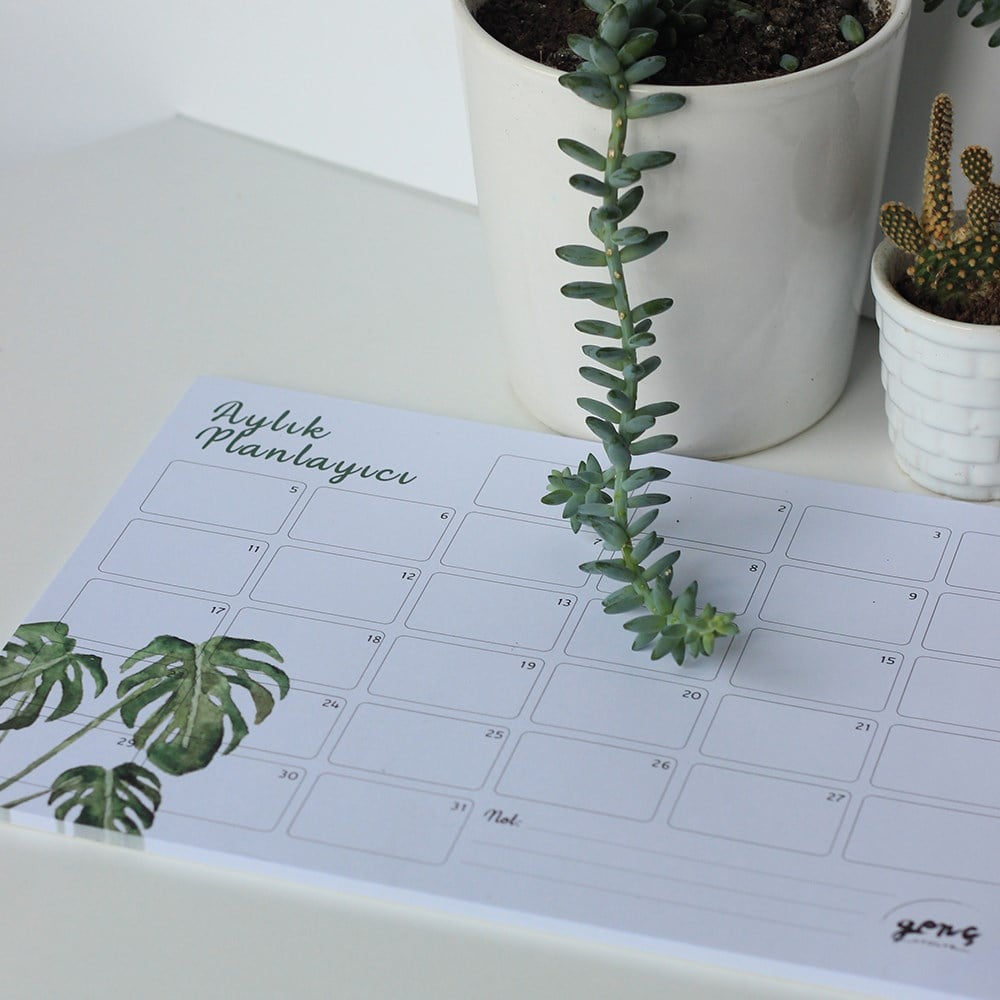 MONSTERA
