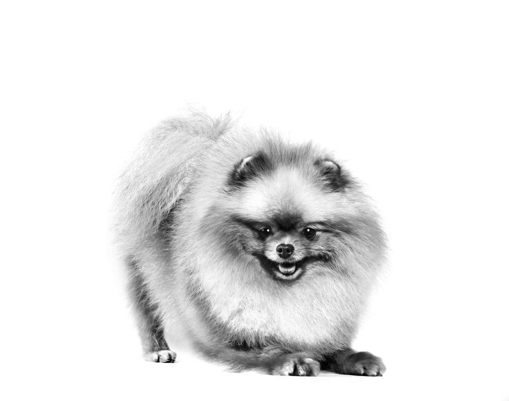 Royal Canin Pomeranian Yetişkin Köpek Irk Maması 3 Kg - İkizler Yem MarketRoyal Canin Pomeranian Yetişkin Köpek Irk Maması 3 Kg