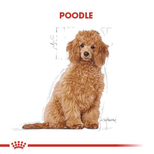 Royal Canin Poodle Puppy Köpek Maması 3 Kg - İkizler Yem MarketRoyal Canin Poodle Puppy Köpek Maması 3 Kg