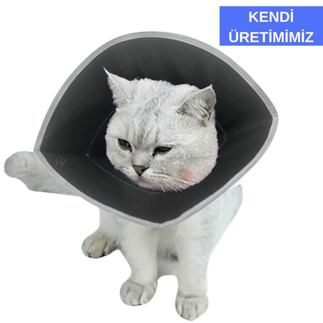 Gz Ekonomik Kedi yakalığı