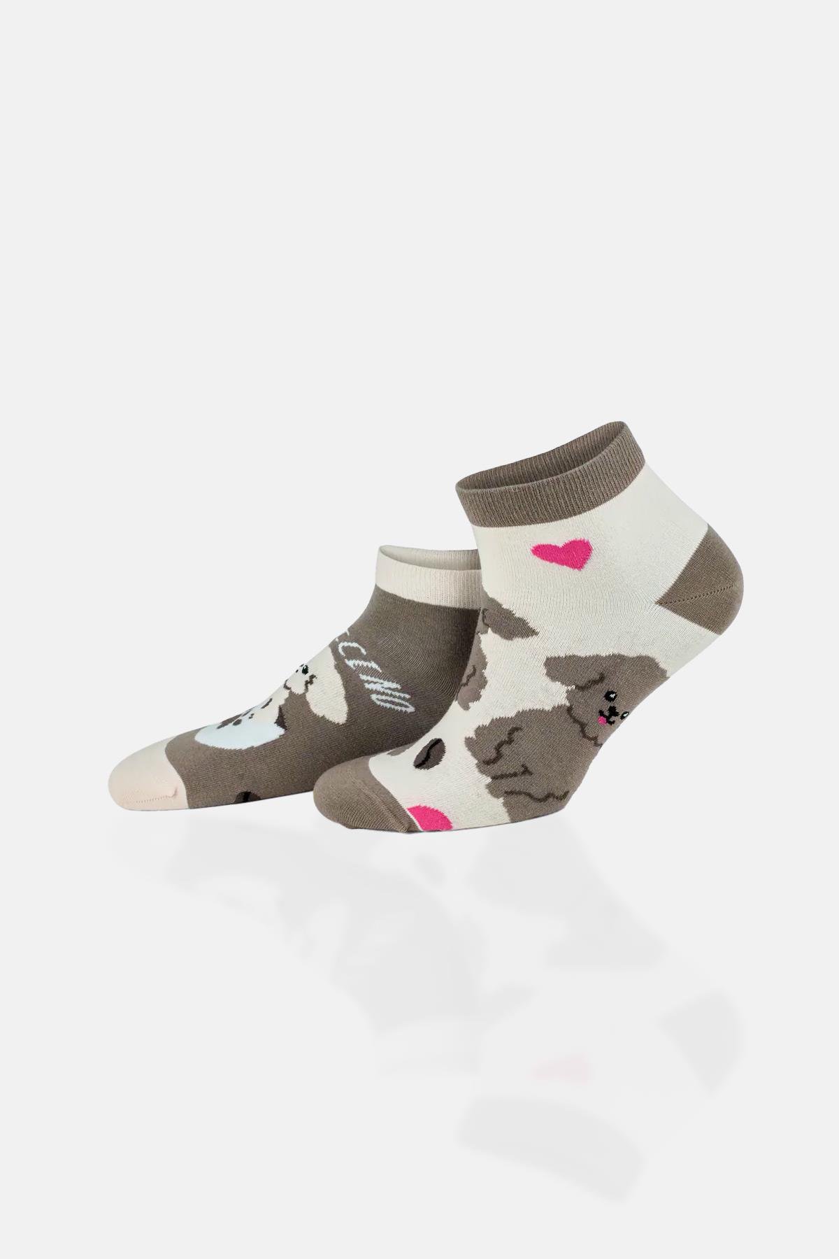 Aytuğ Unisex Premium Cotton 6 Pairs Special Boxed Colored Booties Socks