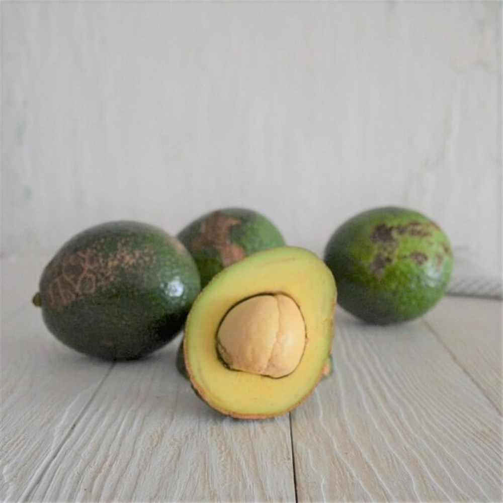 LEKELİ AVOKADO(REED) -1KG