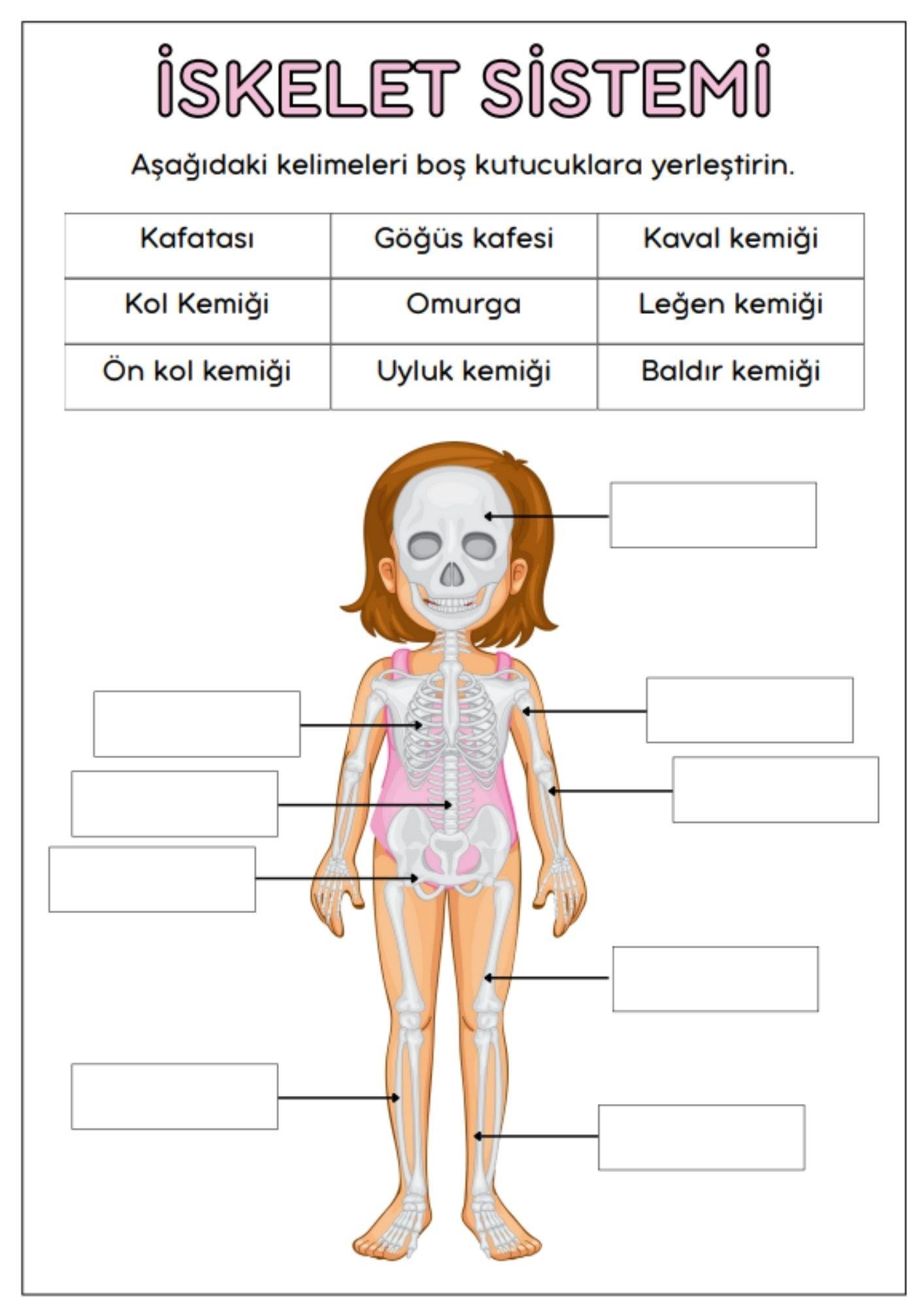 Çocuklar İçin ANATOMİ Öğreten YAZ-SİL Kitabı