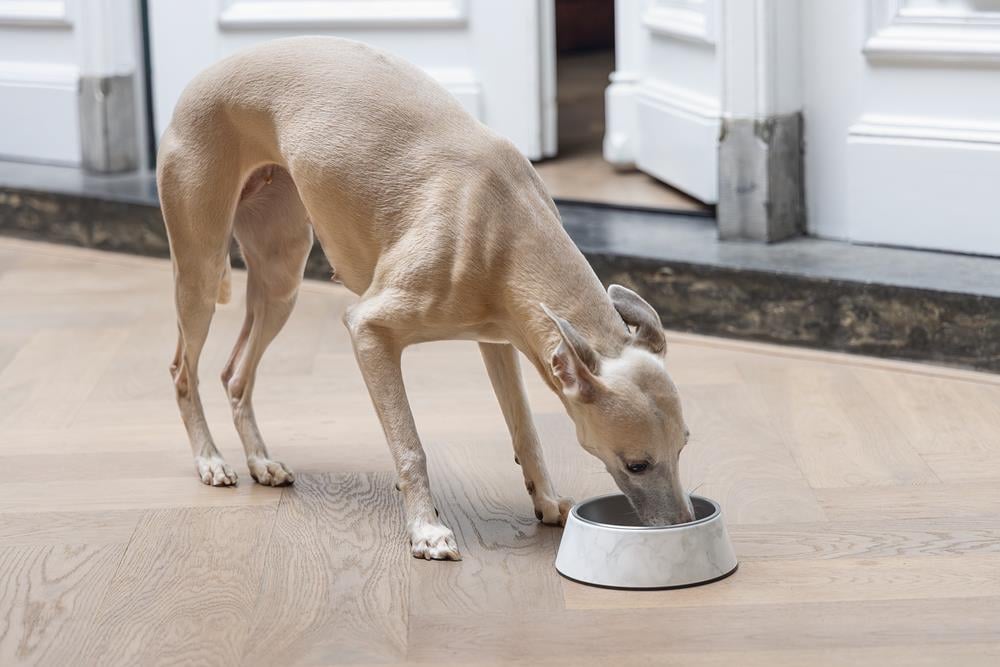 Beeztees DBL Köpek Mama Su Kabı, Mat Paslanmaz Çelik, Beyaz Mermer Görünümlü, 17,5cm, 350ml