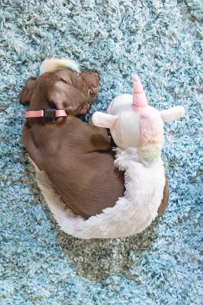 Beeztees Yavru Köpek Oyuncağı, Unicorn, Peluş, Beyaz, 49x10x14cm