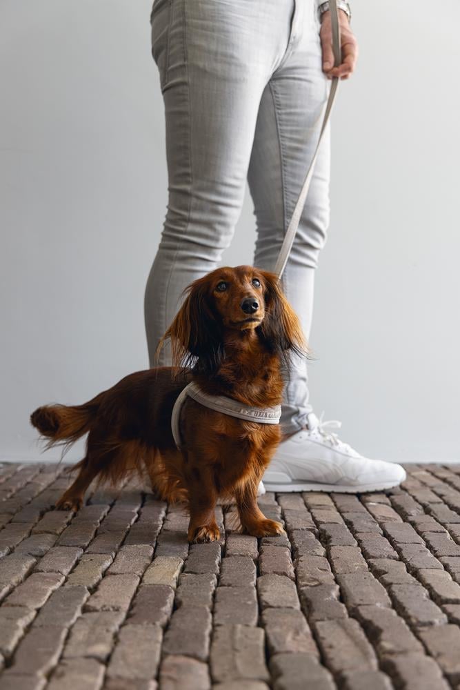 Beeztees DBL Köpek Göğüs Tasması, Velur, Gri, S, 20mm x 52cm