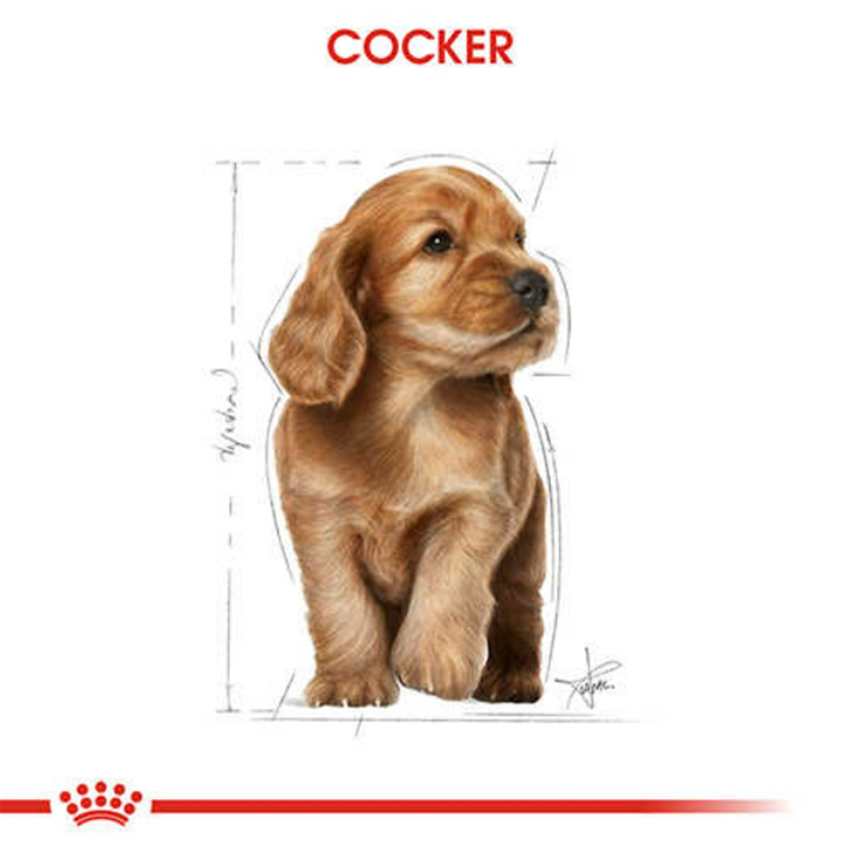 Royal Canin Cocker Yetişkin Köpek Maması 3 Kg