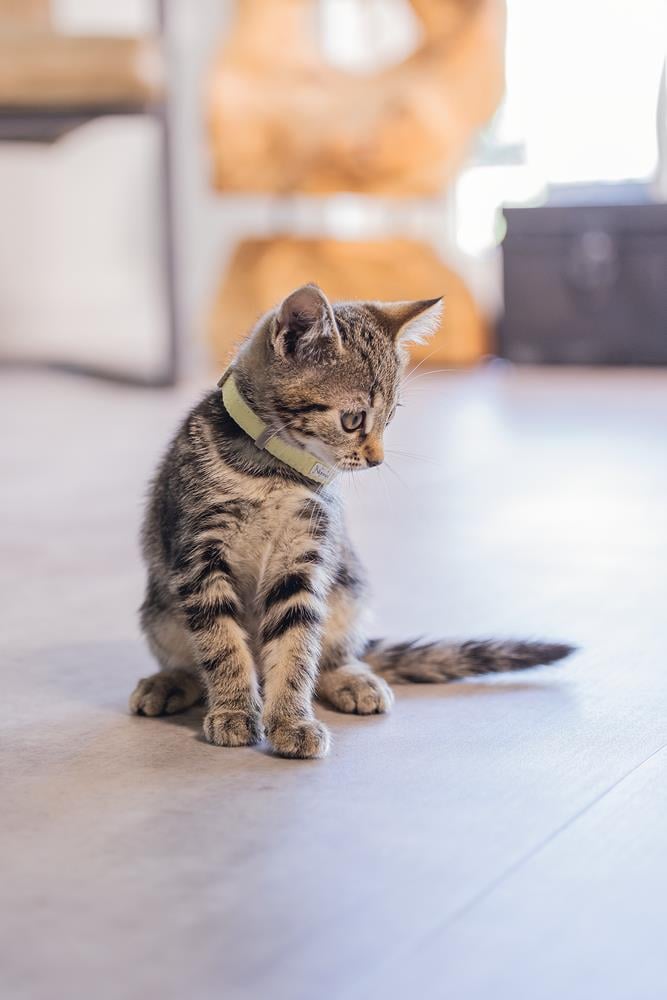 Beeztees Yavru Kedi Boyun Tasması, Bebek Sarı, 18-23cm