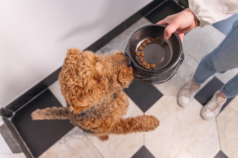 Beeztees DBL Köpek Mama Su Kabı, Mat Siyah Paslanmaz Çelik, Siyah Mermer Görünümlü, 17,5cm, 350ml